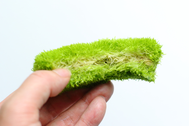 植え方　ウォーターローン